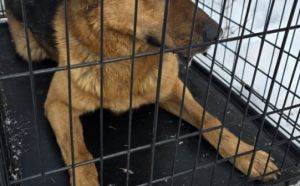 1.01.2026 r. Kusnierska S