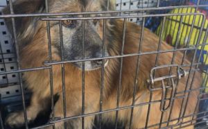 1.02.2026 r. Kuronia S