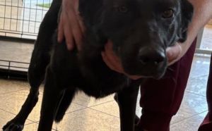 1.09.2025 r. Wolanowska L