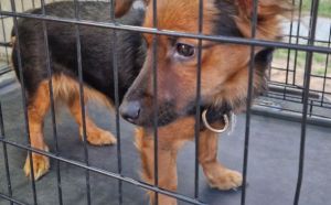 10.09.2025 r. Sienna S