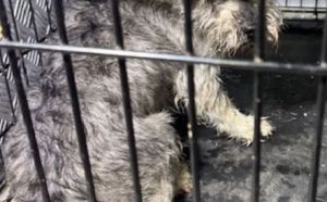 11.01.2026 r. Grota Roweckiego S