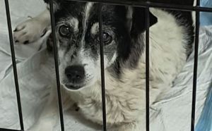 11.09.2025 r. Witosa S