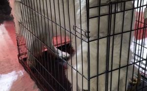 12.01.2026 r. Jodlowa S