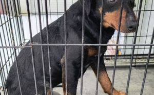 15.02.2026 r. Przemyslowa S