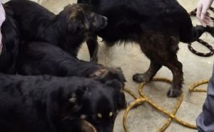 16.10.2025 r. Starokrakowska S