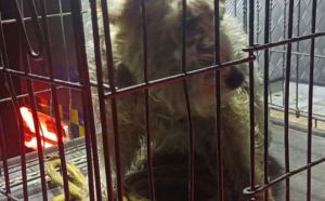 17.12.2025 r. Nowa Wola Golebiowska S