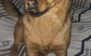 17.12.2025 r. Wosnicka S