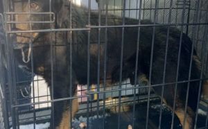 18.01.2026 r. Sycynska S