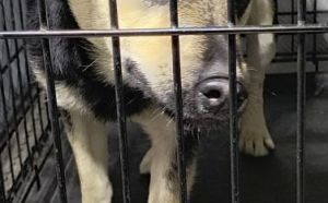 18.09.2025 r. Swietojanska S