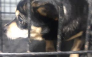 18.12.2025 r. Michalczewskiego S