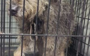 2.11.2025 r. Wiejska S