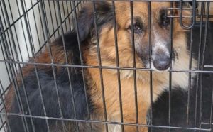 20.03.2026 r. Malenicka S