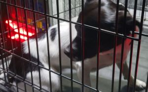 21.09.2025 r. Tytoniowa S