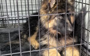 23.01.2026 r. Limanowskiego S