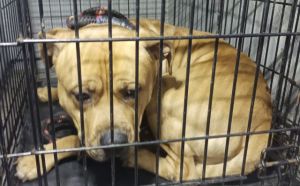 24.02.2026 r. Morelowa S