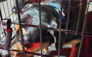 24.03.2026 r. 1905 Roku S