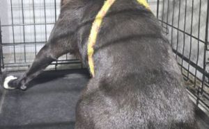 24.09.2025 r. Walowa S