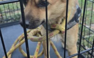 26.09.2025 r. Limanowskiego S