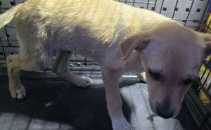 26.09.2025 r. Sobieskiego S