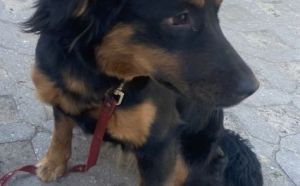 28.04.2026 r. Batorego S