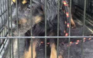 30.09.2025 r. Hellenska S