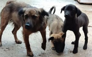 31.08.2025 r. Witosa S