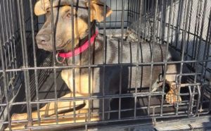 4.09.2025 r. Podlesna S