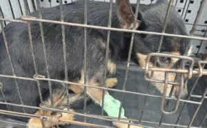 4.10.2025 r. Sandomierska S