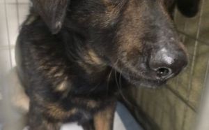 5.03.2026 r. Starowiejska S