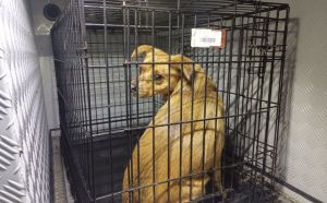 5.12.2025 r. Jarzynowa S