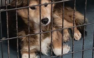 6.01.2026 r. Wierzbicka S