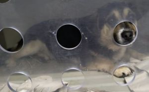 6.01.2026 r. Witkacego L