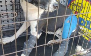 6.09.2025 r. Kielecka L