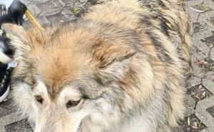 6.09.2025 r. Wojska Polskiego S