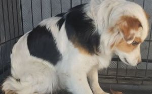 6.11.2025 r. Wolanowska S