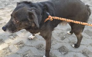 7.03.2026 r. Gorna S