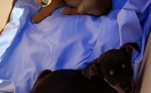 8.09.2025 r. Ofiar Firleja S