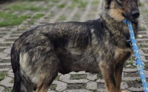 8.09.2025 r. Wycecha S