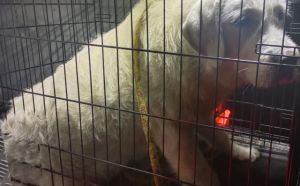 8.12.2025 r. Kozienicka