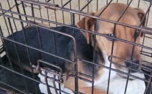 9.02.2026 r. Malenicka S