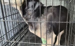 9.10.2025 r. Heleny Stadnickiej S