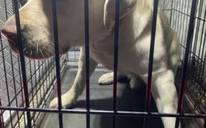 9.10.2025 r.Struga S