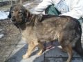 Filut-011200370