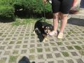 Skiper